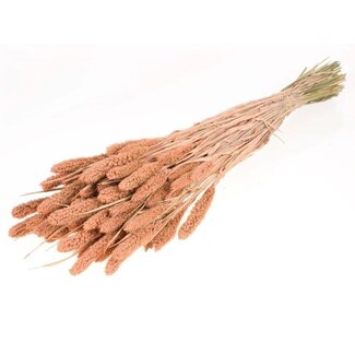 Dutch Dried Coral Misty Setarea dried flowers | Length ± 70 centimetres | Weight ± 150 grams