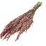 Pink Misty Avena Oat dried flowers | Length ± 70 centimetres | Weight 150 grams