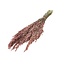 Pink Misty Avena Haver droogbloemen | Lengte ± 70 centimeter | Gewicht 150 gram