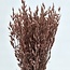Pink Misty Avena Oat dried flowers | Length ± 70 centimetres | Weight 150 grams