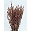 Pink Misty Avena Hafer Trockenblumen | Länge ± 70 Zentimeter | Gewicht 150 Gramm