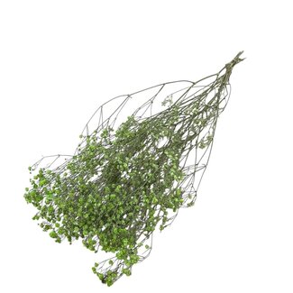 Dutch Dried Appelgroen Gypsophila droogbloemen | Gedroogd Gipskruid | Lengte ± 65 centimeter | Per 5 takken