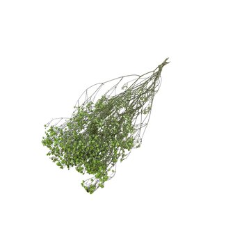 Dutch Dried Appelgroen Gypsophila droogbloemen | Gedroogd Gipskruid | Lengte ± 65 centimeter | Per 5 takken