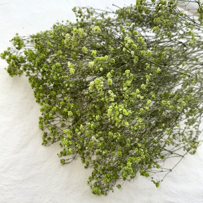 Appelgroen Gypsophila droogbloemen | Gedroogd Gipskruid | Lengte ± 65 centimeter | Per 5 takken