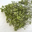 Gypsophile séchée vert pomme | Gypsophile séchée | Longueur ± 65 centimètres | Par 5 tiges