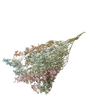 Dutch Dried Pastel shades Gypsophila dried flowers | Dried Baby's Breath | Length ± 65 centimetres | Per 5 stems