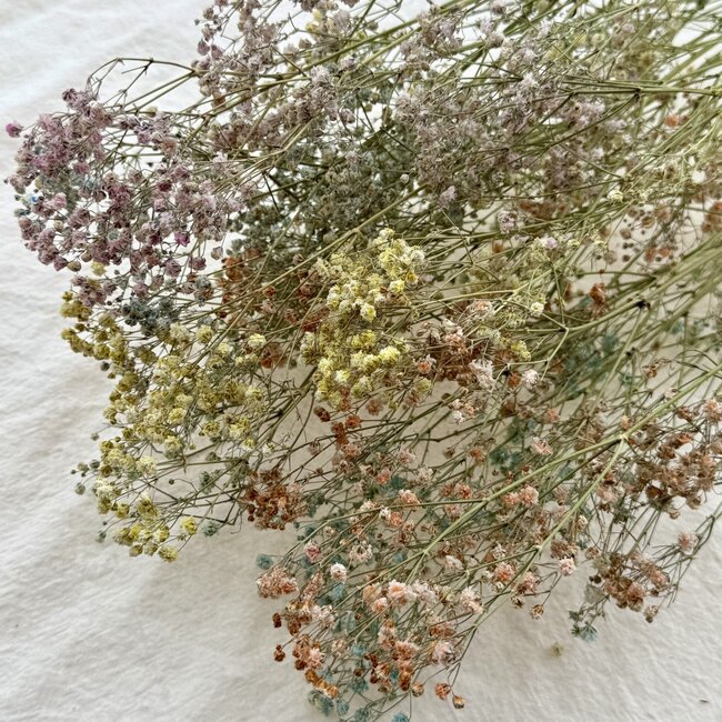 Pastellfarbene Gypsophila Trockenblumen | Getrocknetes Schleierkraut | Länge ± 65 Zentimeter | Pro 5 Zweige