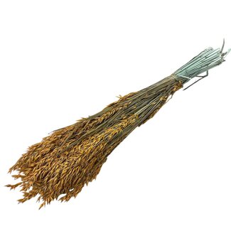 Dutch Dried Intens Oranje Avena Haver droogbloemen | Lengte ± 70 centimeter | Gewicht 150 gram