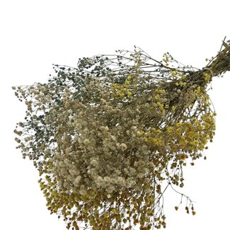 Casa Alegria Gelb-weiße Mischung Gypsophila Trockenblumen | Konserviertes Schleierkraut | Länge ± 65 Zentimeter | Pro 100 Gramm