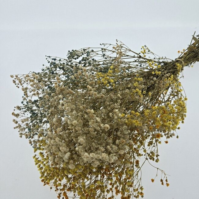 Gelb-weiße Mischung Gypsophila Trockenblumen | Konserviertes Schleierkraut | Länge ± 65 Zentimeter | Pro 100 Gramm