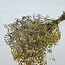 Mélange de Gypsophile séchée jaune-blanc | Gypsophile préservée | Longueur ± 65 centimètres | Par 100 grammes