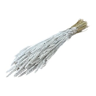 Dutch Dried White Misty Triticum - Weizen Trockenblumen | Länge ± 70 Zentimeter | Gewicht ± 175 Gramm