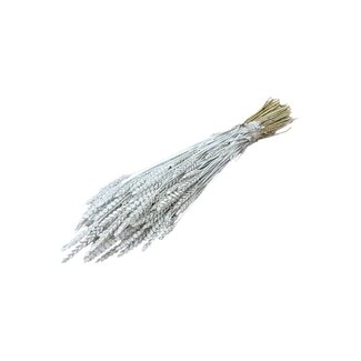 Dutch Dried White Misty Triticum - Wheat dried flowers | Length ± 70 centimetres | Weight ± 175 grams