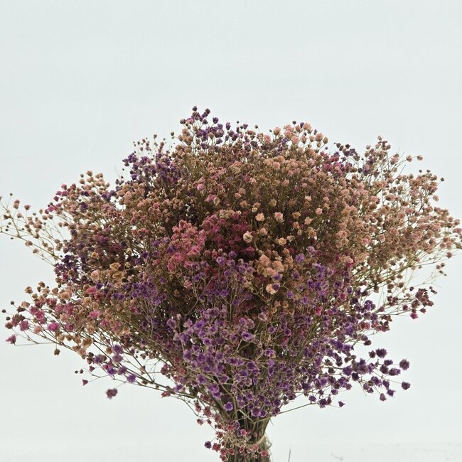 Pink Mix Gypsophila dried flowers | Preserved Baby's Breath | Length ± 65 centimetres | Per 100 grams