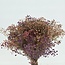 Roze Mix Gypsophila droogbloemen | Gepreserveerd Gipskruid | Lengte ± 65 centimeter | Per 100 gram