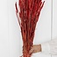 Rode Triticum - Tarwe droogbloemen | Lengte ± 70 centimeter | Gewicht ± 175 gram