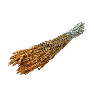 Dutch Dried Intense orange Triticum - Wheat dried flowers | Length ± 70 centimetres | Weight ± 175 grams