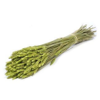 Dutch Dried Grüner Triticum - Weizen Trockenblumen | Länge ± 70 Zentimeter | Gewicht ± 175 Gramm