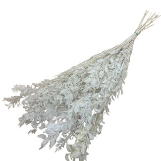 Casa Alegria White bleached and preserved Ruscus dried flowers | Length ± 65 centimetres | Weight ± 100 grams