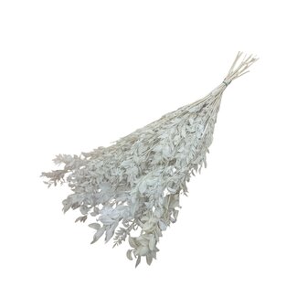 Casa Alegria Wit gebleekte en gepreserveerd  Ruscus droogbloemen  | Lengte ± 65 centimeter | Gewicht ± 100 gram