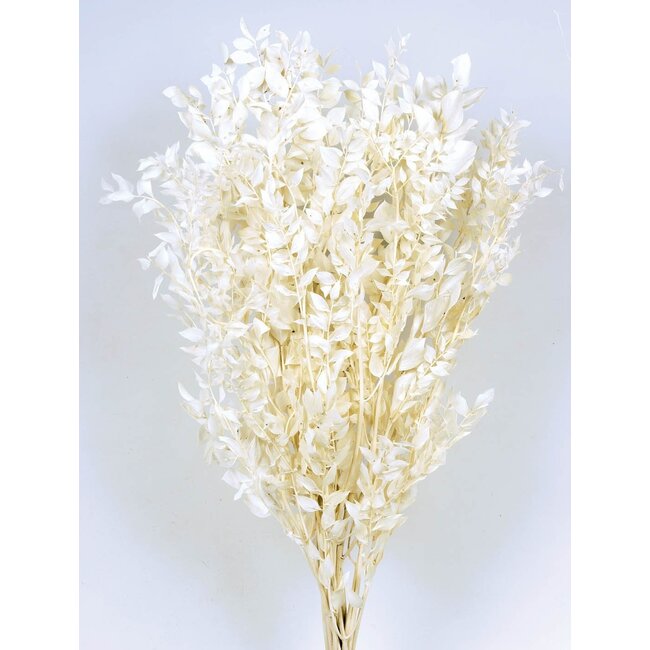Wit gebleekte en gepreserveerd  Ruscus droogbloemen  | Lengte ± 65 centimeter | Gewicht ± 100 gram