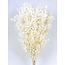 Wit gebleekte en gepreserveerd  Ruscus droogbloemen  | Lengte ± 65 centimeter | Gewicht ± 100 gram