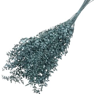 Casa Alegria Groentinten Ruscus droogbloemen | Lengte ± 65 centimeter | Gewicht ± 100 gram