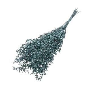 Casa Alegria Green shades Ruscus dried flowers | Length ± 65 centimetres | Weight ± 100 grams