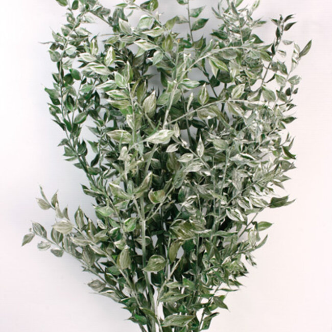 Teintes de vert Ruscus fleurs séchées | Longueur ± 65 centimètres | Poids ± 100 grammes