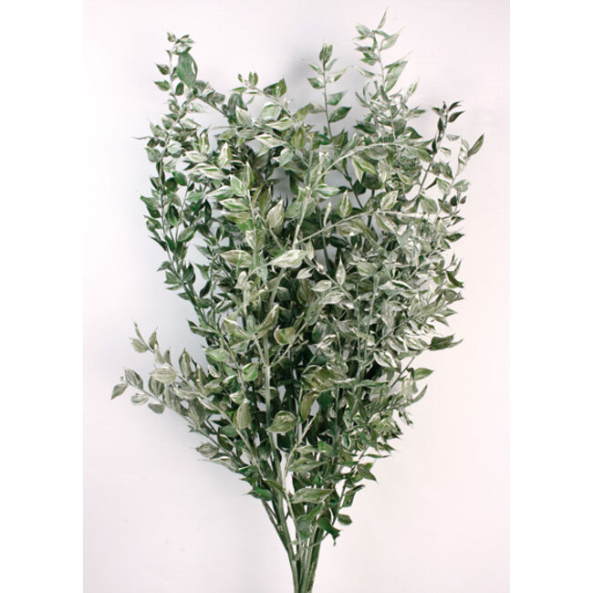 Groentinten Ruscus droogbloemen | Lengte ± 65 centimeter | Gewicht ± 100 gram