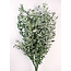Green Shades Ruscus Dried Flowers | Length ± 65 centimetres | Weight ± 100 grams