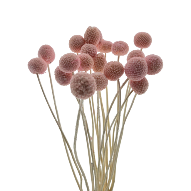 Roze gebleekte Craspedia's droogbloemen | Lengte ± 50 centimeter | Per 20 takken