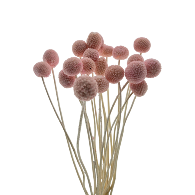 Pink bleached Craspedia dried flowers | Length ± 50 centimetres | Per 20 stems