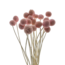 Roze gebleekte Craspedia's droogbloemen | Lengte ± 50 centimeter | Per 20 takken