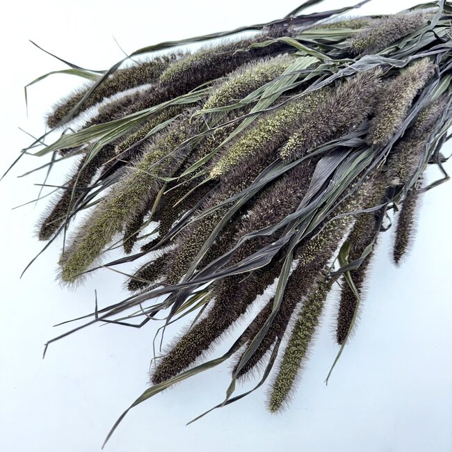 Naturel Red Jewel Setarea droogbloemen | Lengte ± 65 centimeter | Gewicht ± 150 gram