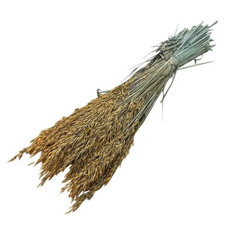 Dutch Dried Frosted Orange Avena Haver droogbloemen | Lengte ± 70 centimeter | Gewicht 150 gram