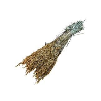 Dutch Dried Frosted Orange Avena Oats dried flowers | Length ± 70 centimetres | Weight 150 grams
