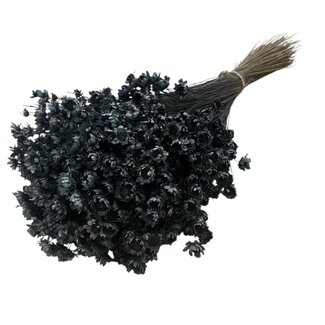 Casa Alegria Black Glixia dried flowers | Length ± 50 centimetres | Weight ± 50 grams