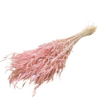 Casa Alegria Rosa gebleichte Avena Salvaje Wilde Hafer Trockenblumen | Länge ± 70 Zentimeter | Gewicht 150 Gramm
