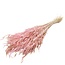 Avena Salvaje Avoine Sauvage séchée blanchie rose | Longueur ± 70 centimètres | Poids 150 grammes