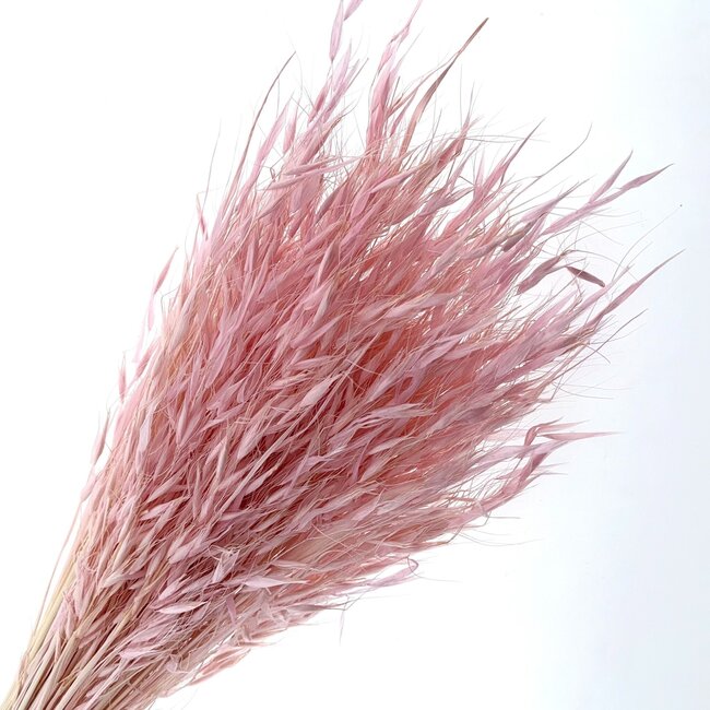 Rosa gebleichte Avena Salvaje Wilde Hafer Trockenblumen | Länge ± 70 Zentimeter | Gewicht 150 Gramm