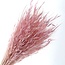 Roze gebleekte Avena Salvaje Wilde Haver droogbloemen | Lengte ± 70 centimeter | Gewicht 150 gram