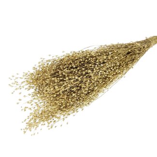 Dutch Dried Fleurs séchées de Lepidium doré | Longueur ± 50 centimètres | Poids ± 75 grammes