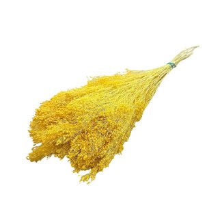 Casa Alegria Gele Broom Bloom droogbloemen | Lengte ± 50 centimeter | Gewicht 100 gram
