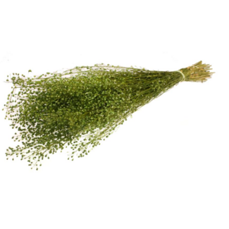 Dutch Dried Green Lepidium dried flowers | Length ± 65 centimetres | Weight ± 75 grams