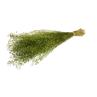 Dutch Dried Groene Lepidium droogbloemen | Lengte ± 65 centimeter | Gewicht ± 75 gram