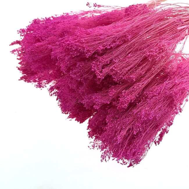 Dunkelrosa Broom Bloom Trockenblumen | Länge ± 50 Zentimeter | Gewicht 100 Gramm