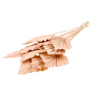 Dutch Dried Coral-coloured dried Palm Spear | Length ± 45 centimetres | Per 10 stems