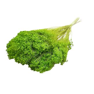 Dolce Vita Lichtgroene Broom Bloom droogbloemen | Lengte ± 45 centimeter | Gewicht 100 gram