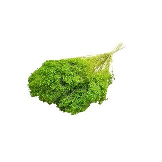Dolce Vita Lichtgroene Broom Bloom droogbloemen | Lengte ± 45 centimeter | Gewicht 100 gram